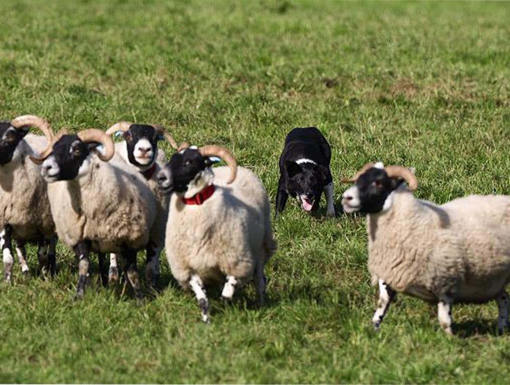 International Sheepdog Trials Take Place In Biggar