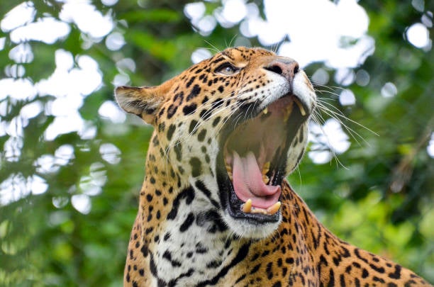 Florida Man and his jaguar