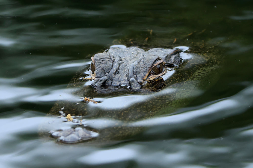 The Florida Man Challenge Returns To Gatorland