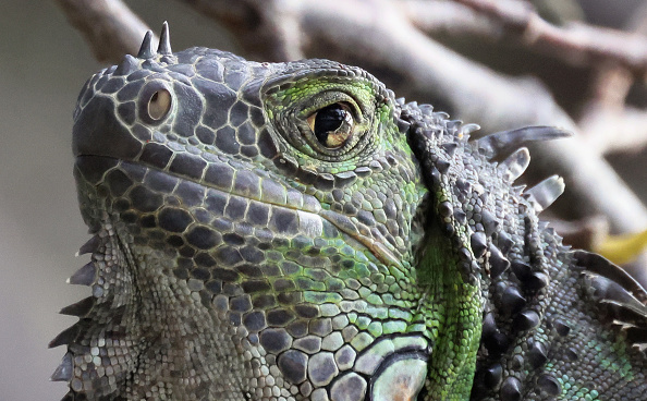 Florida Man Suffers From Reptile Dysfunction