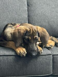 Shepherd Hound Dog laying on a couch