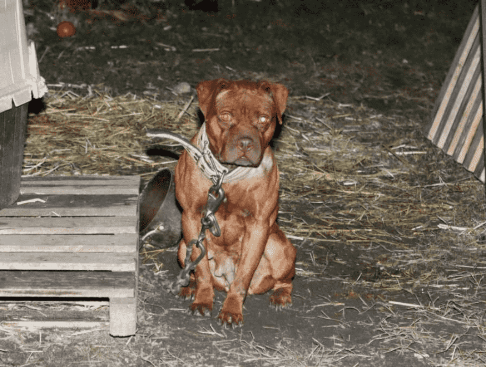 Dogs Rescued from Alleged Dog Fighting Ring in Neptune