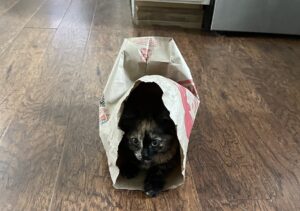 speckled cat in fast food bag